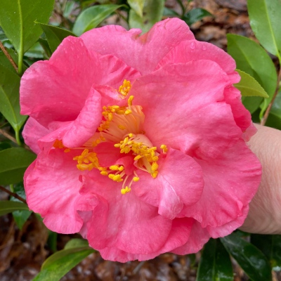 Marguerite Turner Pink